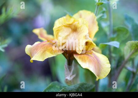 Iris Germanica flowers. Common German flag iris. Stock Photo