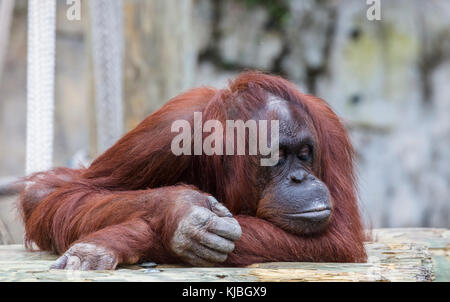 Bornean Orang-utan at the Lowry Park Zoo in Tampa Florida UNited States Stock Photo