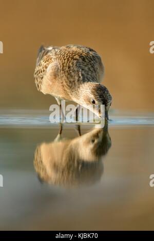 Curlew Sandpiper - Calidris ferruginea standing in the water and feeding Stock Photo