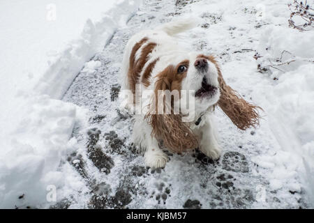 "Mandy", a Cavalier King Charles Spaniel, barking outside on a partially snow-cleared sidewalk, in Issaquah, Washington, USA Stock Photo