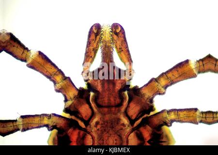 The castor bean tick (Ixodes ricinus) under the microscope. Ugly tick with white background close up. Stock Photo