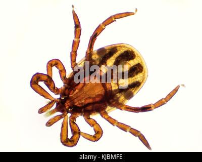 The castor bean tick (Ixodes ricinus) under the microscope. Ugly tick with white background close up. Stock Photo