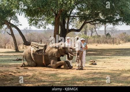 Tourist women interacting with an elephant handler beside resting elephant near Victoria Falls, Zimbabwe, Africa Stock Photo