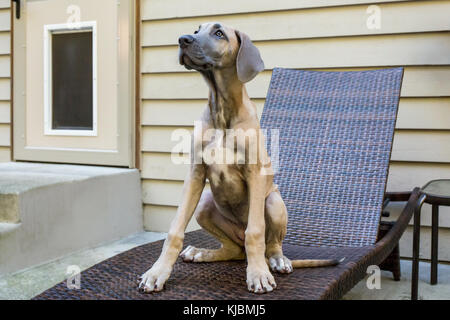 Great Dane puppy 'Evie' sitting on a patio lounge in Issaquah, Washington, USA Stock Photo
