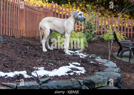 Great Dane puppy 'Evie' standing on a partially snow-covered terraced hillside of her yard in Issaquah, Washington, USA Stock Photo