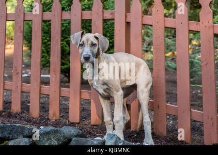 Great Dane puppy 'Evie' standing on a terraced hillside of her yard in Issaquah, Washington, USA Stock Photo