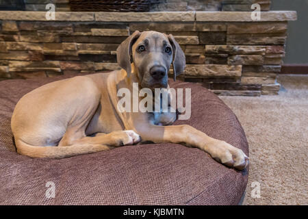 Great Dane puppy "Evie" resting on her bed in Issaquah, Washington, USA Stock Photo