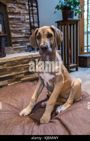 Great Dane puppy 'Evie' sitting on her bed by the fireplace in Issaquah, Washington, USA Stock Photo