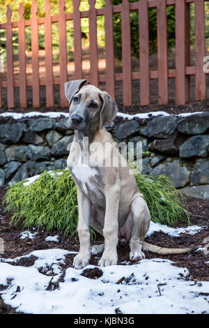 Great Dane puppy 'Evie' sitting on a partially snow-covered, terraced area of her yard in Issaquah, Washington, USA Stock Photo