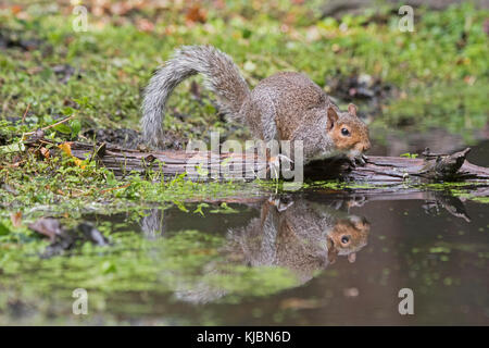 Grey Squirrel  Sciurus carolinensis drinking at pool in woodland Norfolk late summer Stock Photo