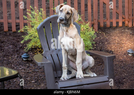 Great Dane puppy 'Evie' sitting on a wooden patio chair in Issaquah, Washington, USA Stock Photo