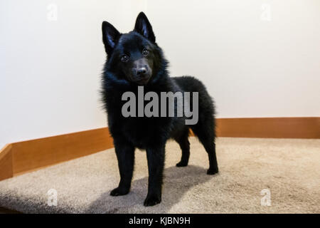 Schipperke puppy "Cash" standing on a stairwell landing in Maple Valley, Washington, USA Stock Photo