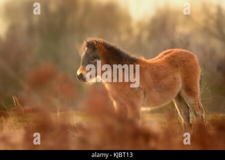 The wild horse (Equus ferus) in the steppe in the early morning enlightened by sunlight rays. View on a horse pasturing in the steppe in czech Milovic Stock Photo