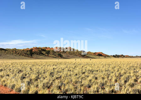 Desert landscape in the NamibRand Nature Reserve in Namibia. Stock Photo