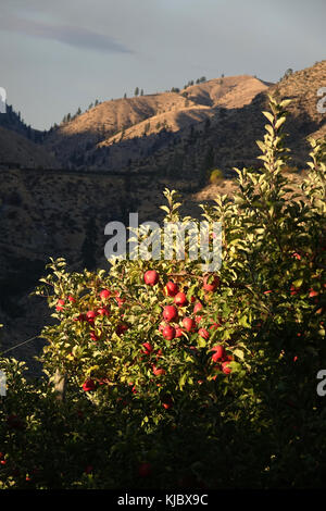 In the world famous apple growing region of eastern Washington, apples hang in clusters from an Auvil orchard along the Columbia River near Chelan, Wa Stock Photo