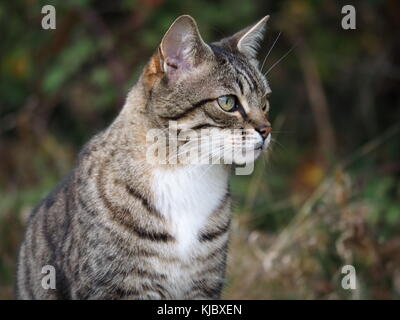 Thoughtful cat Stock Photo