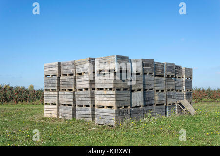 Wooden crates in apple orchard, near Ash Village, Kent, England, United Kingdom Stock Photo