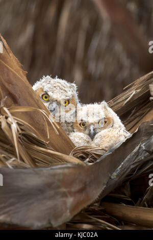 Great Horned Owl nestlings in the Thousand Palms Oasis Preserve, Coachella Valley, Riverside County, California. Stock Photo