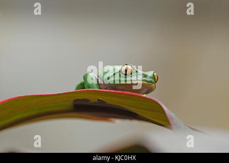 Golden-Eyed Leaf Frog on a Leaf in the La Paz Wildlife Refuge in Costa Rica Stock Photo