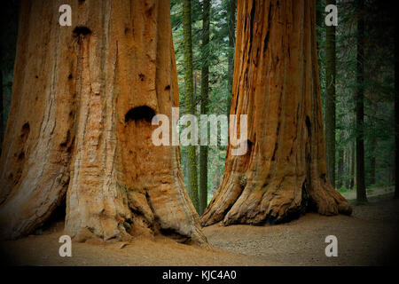 Close-up of the base of large, sequoia tree trunks in the forest in Northern California, USA Stock Photo