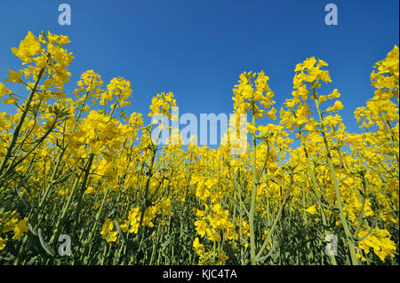 Low angle of canoola (Brassica napus) flowers in field against a clear blue sky in Bavaria, Germany Stock Photo