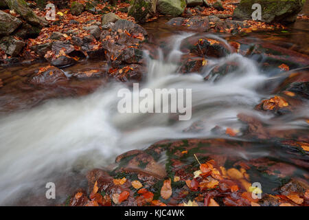 Water flowing in the River Ilse with autumn leaves, Ilse Valley along the Heinrich Heine Trail in Harz National Park, Germany Stock Photo