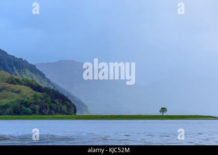 Misty clouds and a lone tree on the Scottish coast near Eilean Donan Castle and Kyle of Lochalsh in Scotland, United Kingdom