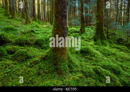 Strong mossy tree trunks and forest floor in a conifer forest at Loch Awe in Argyll and Bute in Scotland Stock Photo