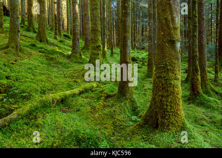 Strong mossy tree trunks and forest floor in a conifer forest at Loch Awe in Argyll and Bute in Scotland Stock Photo