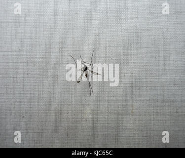 Fly trapped on roller blind Stock Photo