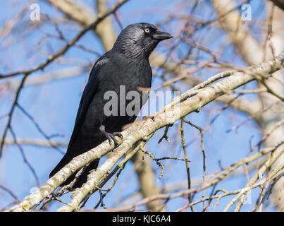 Jackdaw (Corvus monedula) perched on a branch of a tree with blue sky overhead in Autumn in the UK. Stock Photo