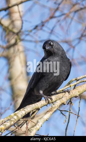 Eurasian Jackdaw (Corvus monedula) perching on a branch of a tree in Autumn in the UK. Portrait view with blue sky. Stock Photo