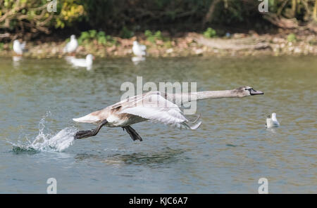 White Mute Swan Cygnet (Cygnus olor) flying over water in Autumn in West Sussex, England, UK. Stock Photo
