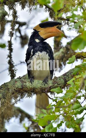 The Malabar pied hornbill (Anthracoceros coronatus), also known as lesser pied hornbill