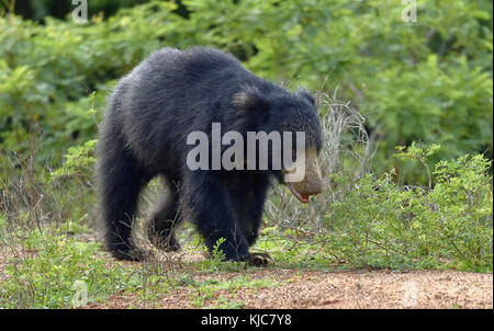 The Sri Lankan sloth bear (Melursus ursinus inornatus) is a subspecies of the sloth bear found mainly in lowland dry forests in the island of Sri Lank Stock Photo