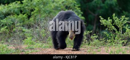 The Sri Lankan sloth bear (Melursus ursinus inornatus) is a subspecies of the sloth bear found mainly in lowland dry forests in the island of Sri Lank Stock Photo