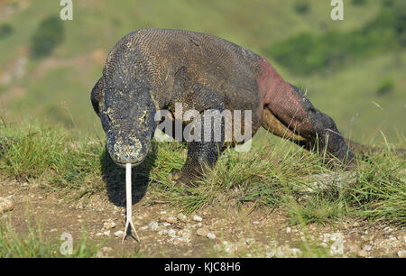 Komodo dragon with the forked tongue sniff air. Close up portrait. The ...