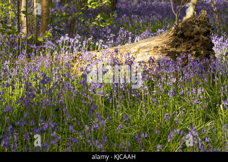 Bluebells in flower in a wood in Oxfordshire, England Stock Photo