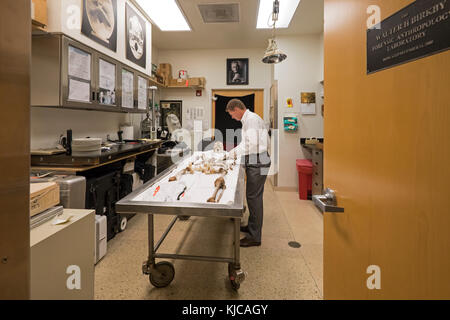 Tucson, Arizona - Dr. Gregory Hess, chief medical examiner for Pima County, examines the skeleton of an unidentified migrant who died crossing the bor Stock Photo