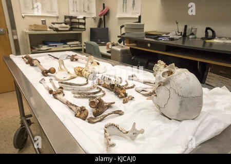 Tucson, Arizona - The skeleton of an unidentified migrant who died crossing the border from Mexico through the Arizona desert at the Pima County Offic Stock Photo