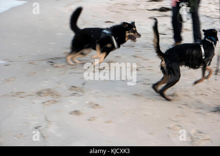 Playing Dogs on the Beach Stock Photo