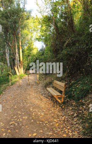 Path and bench in the leafy forest Stock Photo