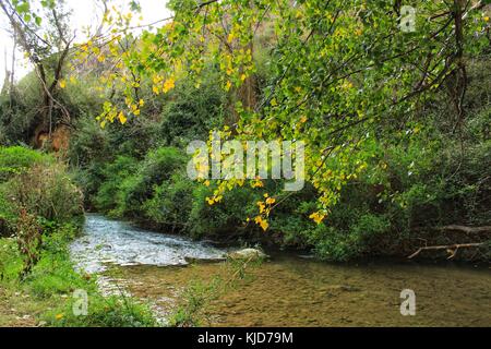 Leafy forest by the river Stock Photo