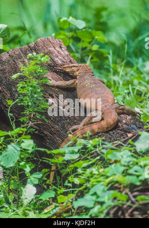 adult Bengal monitor, (Varanus bengalensis) or Common Indian monitor, Keoladeo Ghana National Park, Bharatpur, Rajasthan, India Stock Photo