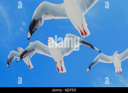 flock of Silver Gulls, (Chroicocephalus novaehollandiae), in flight, Byron Bay, New South wales, Australia Stock Photo