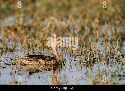 female Common Teal,(Anas crecca), Keoladeo Ghana National Park, Bharatpur, Rajasthan, India Stock Photo