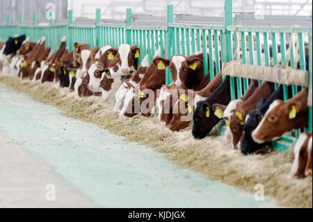 Cows eating hay in cowshed on dairy farm Stock Photo