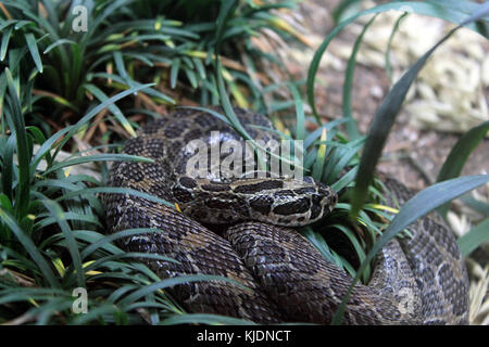 Gfp mexican lance headed rattlesnake Stock Photo