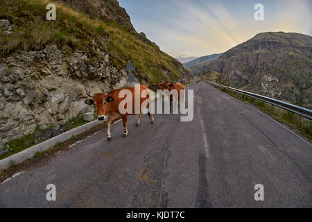Cows on the mountain road - typical scene when driving in Caucasus mountains Stock Photo