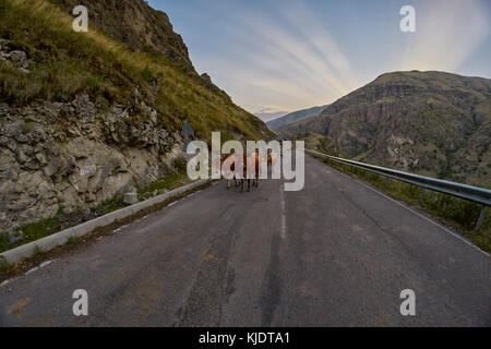Cows on the mountain road - typical scene when driving in Caucasus mountains Stock Photo